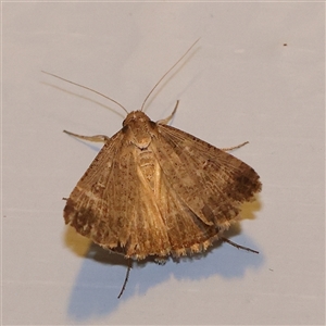 Helicoverpa (genus) (A bollworm) at Turner, ACT by ConBoekel