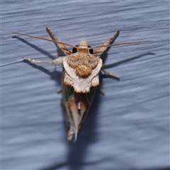 Cosmodes elegans (Green Blotched Moth) at Turner, ACT - 18 Nov 2024 by ConBoekel