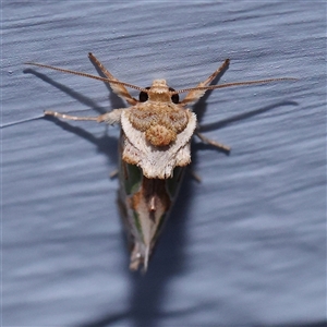 Cosmodes elegans (Green Blotched Moth) at Turner, ACT by ConBoekel