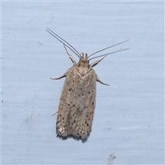 Chezala privatella (A Concealer moth) at Turner, ACT - 18 Nov 2024 by ConBoekel