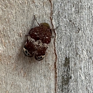 Platybrachys decemmacula at Bruce, ACT - 22 Nov 2024