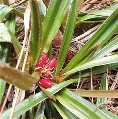 Astelia alpina var. alpina (Pineapple Grass) at Southwest, TAS - 19 Nov 2024 by Detritivore