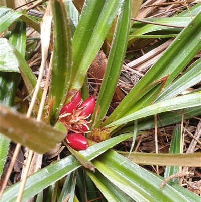 Astelia alpina var. alpina (Pineapple Grass) at Southwest, TAS - 19 Nov 2024 by Detritivore