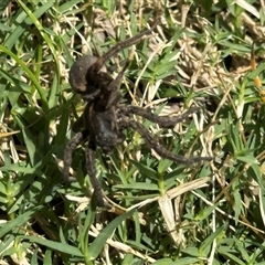 Lycosidae (family) (Unidentified wolf spider) at Bruce, ACT - 22 Nov 2024 by MegFluke