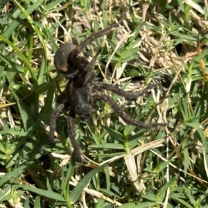 Lycosidae (family) at Bruce, ACT - 22 Nov 2024 01:16 PM