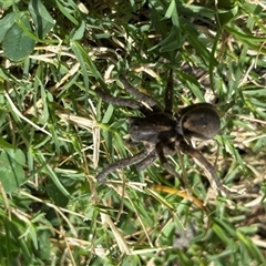 Lycosidae (family) at Bruce, ACT - 22 Nov 2024 01:16 PM