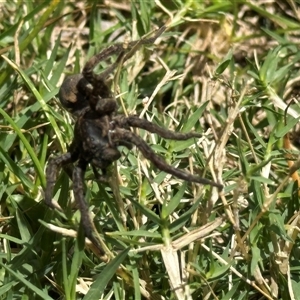 Lycosidae (family) at Bruce, ACT - 22 Nov 2024 01:16 PM