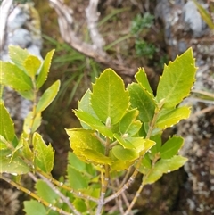 Atherosperma moschatum (Black Sassafras) at Southwest, TAS - 19 Nov 2024 by Detritivore