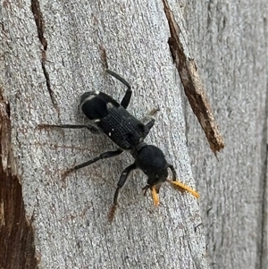 Trogodendron sp. (genus) at Bruce, ACT - 22 Nov 2024 01:33 PM