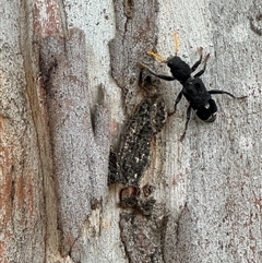 Trogodendron sp. (genus) at Bruce, ACT - 22 Nov 2024 01:33 PM