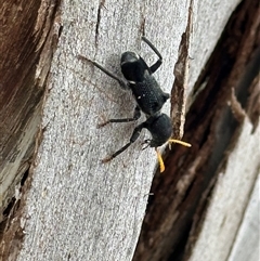 Trogodendron sp. (genus) at Bruce, ACT - 22 Nov 2024