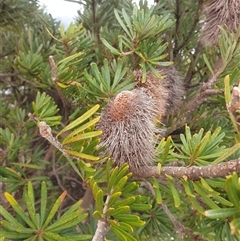 Banksia marginata (Silver Banksia) at Southwest, TAS - 19 Nov 2024 by Detritivore