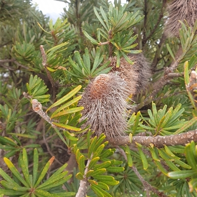 Banksia marginata (Silver Banksia) at Southwest, TAS - 19 Nov 2024 by Detritivore