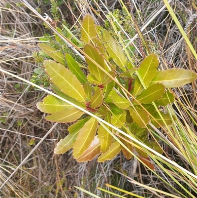 Cenarrhenes nitida (Port Arthur Plum) at Southwest, TAS - 18 Nov 2024 by Detritivore