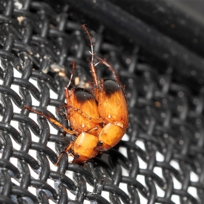 Phyllotocus macleayi (Nectar scarab) at Higgins, ACT - 21 Nov 2024 by AlisonMilton