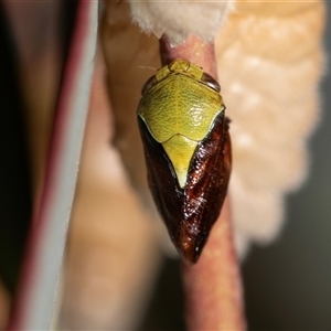 Chaetophyes compacta (Tube spittlebug) at Bruce, ACT by AlisonMilton