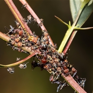 Eurymeloides pulchra at Bruce, ACT - 22 Nov 2024