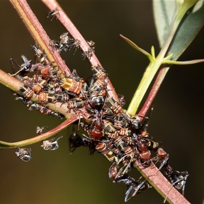 Eurymeloides pulchra (Gumtree hopper) at Bruce, ACT - 22 Nov 2024 by AlisonMilton