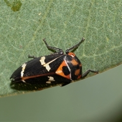 Eurymeloides pulchra (Gumtree hopper) at Bruce, ACT - 21 Nov 2024 by AlisonMilton