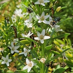 Chauliognathus lugubris at Hawker, ACT - suppressed