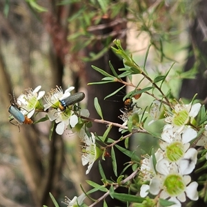 Chauliognathus lugubris at Hawker, ACT - 22 Nov 2024