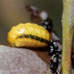 Gonipterini sp. (tribe) (A weevil) at Bruce, ACT - 22 Nov 2024 by AlisonMilton