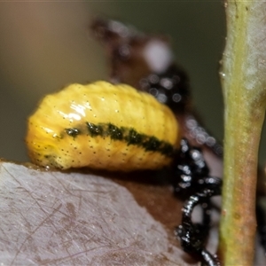 Gonipterini sp. (tribe) (A weevil) at Bruce, ACT by AlisonMilton