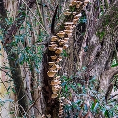 Laetiporus sulphureus at Orangeville, NSW - 22 Nov 2024 by belleandjason