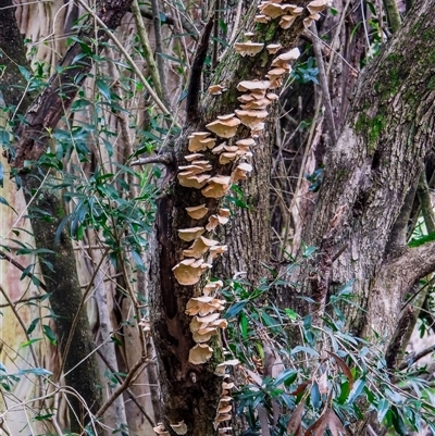 Laetiporus sulphureus at Orangeville, NSW - 22 Nov 2024 by belleandjason