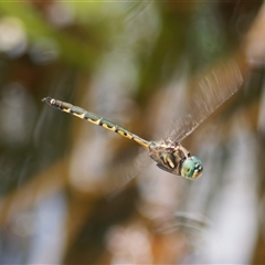 Hemicordulia australiae (Australian Emerald) at Chisholm, ACT - 22 Nov 2024 by RomanSoroka