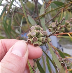 Eucalyptus nitida (Smithton Peppermint) at Southwest, TAS - 18 Nov 2024 by Detritivore