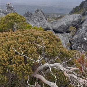 Eucalyptus vernicosa at Southwest, TAS by Detritivore