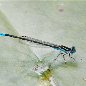 Austroagrion watsoni (Eastern Billabongfly) at Chisholm, ACT by RomanSoroka