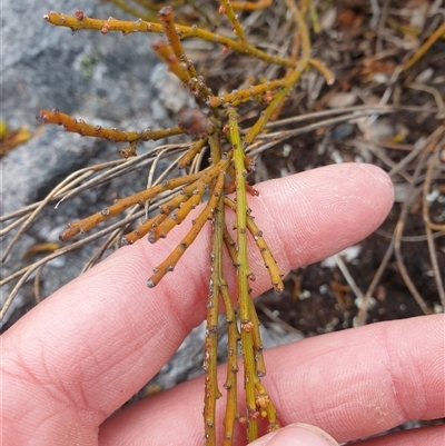 Exocarpos humifusus (mountain native-cherry) at Southwest, TAS - 19 Nov 2024 by Detritivore