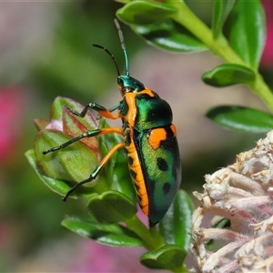 Scutiphora pedicellata (Metallic Jewel Bug) at Acton, ACT by TimL