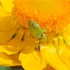 Taylorilygus apicalis at Hawker, ACT - suppressed