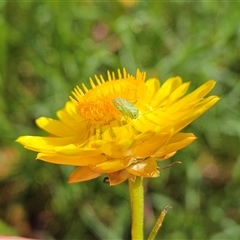 Taylorilygus apicalis at Hawker, ACT - 22 Nov 2024