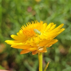 Taylorilygus apicalis at Hawker, ACT - 22 Nov 2024