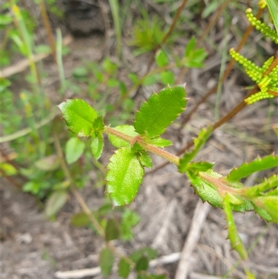 Gonocarpus montanus at Southwest, TAS - 16 Nov 2024 by Detritivore