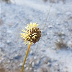 Gymnoschoenus sphaerocephalus (Button Grass) at Southwest, TAS - 21 Nov 2024 by Detritivore