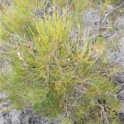 Hakea epiglottis (Beaked needlebush) at Southwest, TAS - 18 Nov 2024 by Detritivore