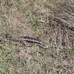 Varanus rosenbergi at Brownlow Hill, NSW - 22 Nov 2024 by Nathankeelan