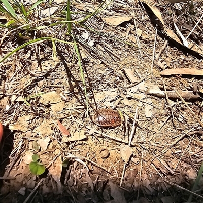 Calolampra sp. (genus) (Bark cockroach) at Orangeville, NSW - 21 Nov 2024 by Nathankeelan