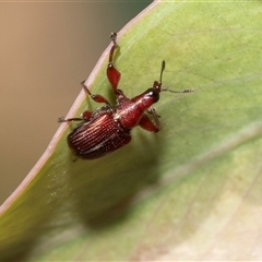 Euops sp. (genus) (A leaf-rolling weevil) at Bruce, ACT - 22 Nov 2024 by AlisonMilton