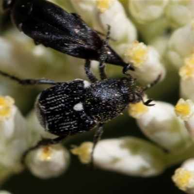 Microvalgus sp. (genus) (Flower scarab) at Bruce, ACT - 21 Nov 2024 by AlisonMilton