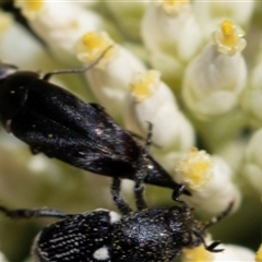 Mordella sp. (genus) (Pintail or tumbling flower beetle) at Bruce, ACT - 21 Nov 2024 by AlisonMilton