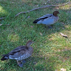 Chenonetta jubata (Australian Wood Duck) at Kambah, ACT - 22 Nov 2024 by MatthewFrawley