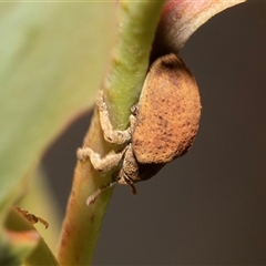 Gonipterus sp. (genus) (Eucalyptus Weevil) at Bruce, ACT - 22 Nov 2024 by AlisonMilton