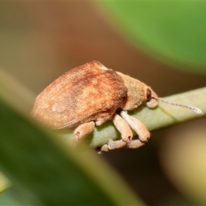 Gonipterus scutellatus at Bruce, ACT - 22 Nov 2024