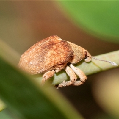 Gonipterus scutellatus (Eucalyptus snout beetle, gum tree weevil) at Bruce, ACT - 21 Nov 2024 by AlisonMilton